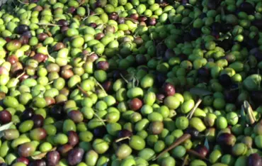 Wie viel kostet ein Liter Olivenöl vom Gardasee?